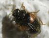 Scymnus interruptus